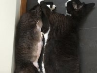 20180307 091128823 iOS
